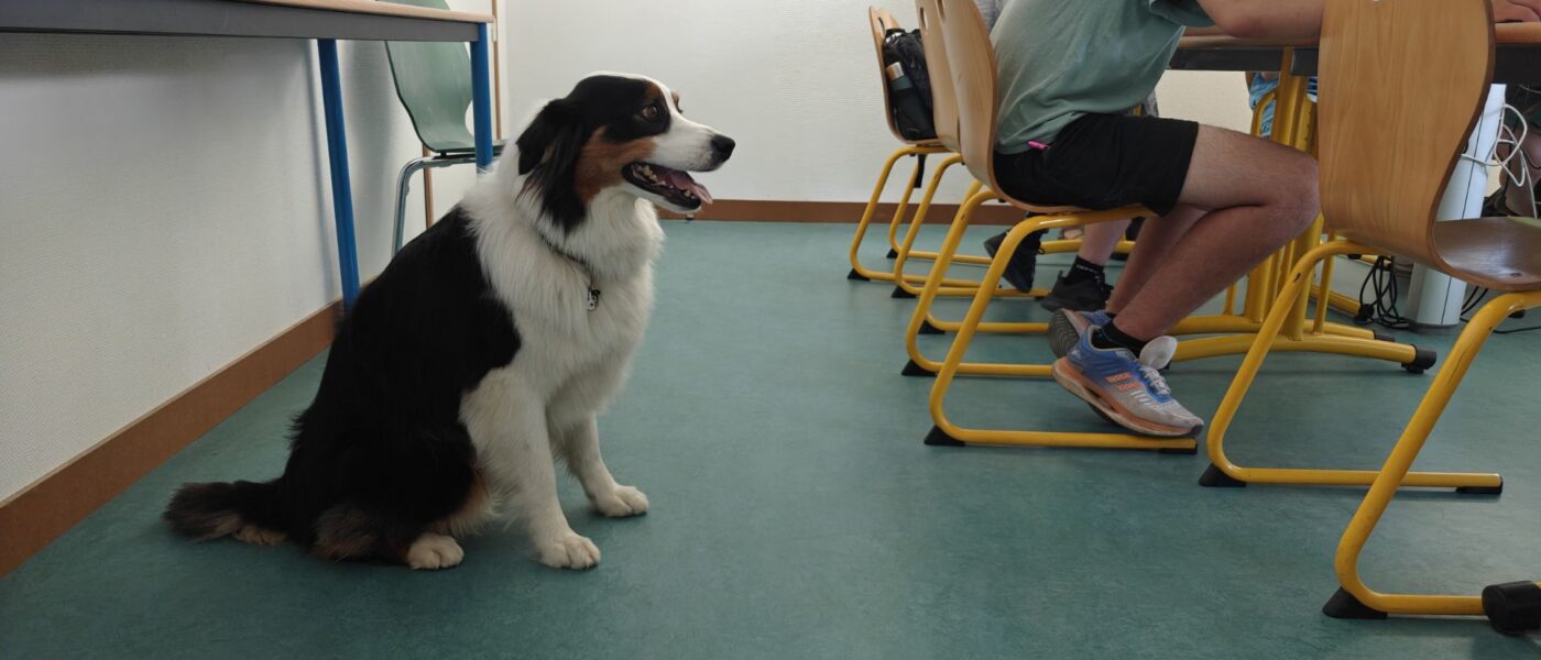 Un chien médiateur pour favoriser le bien-être et la réussite au collège